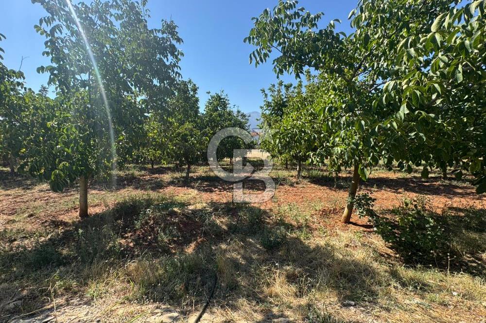 Tavas Tekke Fırsat Satılık 6025 m² Ceviz Bahçesi & Bağ Evi
