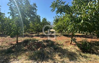 Tavas Tekke Fırsat Satılık 6025 m² Ceviz Bahçesi & Bağ Evi