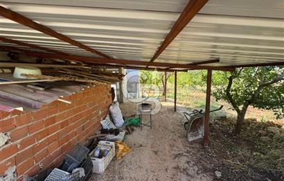 Tavas Tekke Fırsat Satılık 6025 m² Ceviz Bahçesi & Bağ Evi