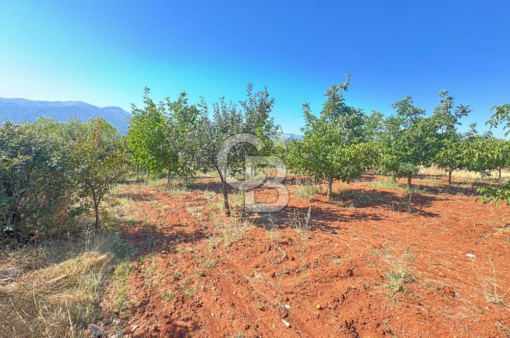 Tavas Tekke Fırsat Satılık 6025 m² Ceviz Bahçesi & Bağ Evi