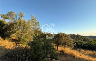 Seferihisar Beyler Köyü’nde 6.686 m² Zeytinlik – Yatırımlık Parsel