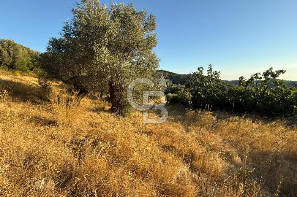 Seferihisar Beyler Köyü’nde 6.686 m² Zeytinlik – Yatırımlık Parsel