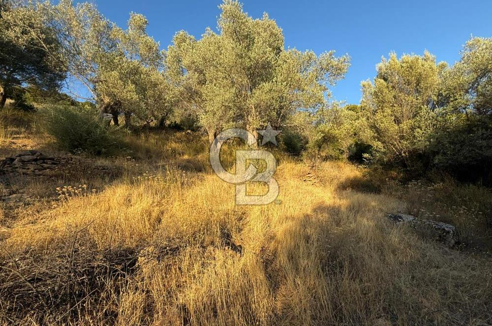 Seferihisar Beyler Köyü’nde 6.686 m² Zeytinlik – Yatırımlık Parsel