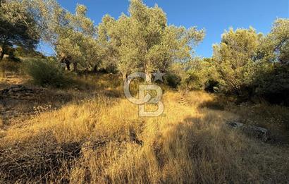 Seferihisar Beyler Köyü’nde 6.686 m² Zeytinlik – Yatırımlık Parsel