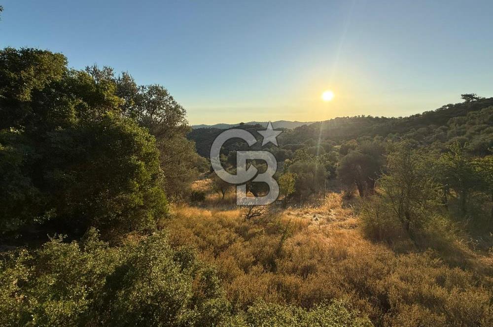 Seferihisar Beyler Köyü’nde 6.686 m² Zeytinlik – Yatırımlık Parsel