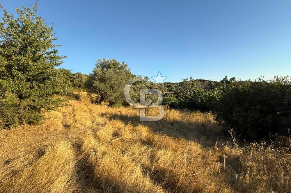 Seferihisar Beyler Köyü’nde 6.686 m² Zeytinlik – Yatırımlık Parsel