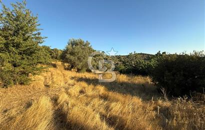Seferihisar Beyler Köyü’nde 6.686 m² Zeytinlik – Yatırımlık Parsel