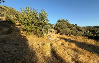 Seferihisar Beyler Köyü’nde 6.686 m² Zeytinlik – Yatırımlık Parsel
