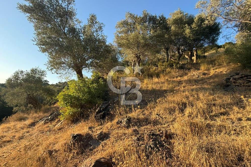 Seferihisar Beyler Köyü’nde 6.686 m² Zeytinlik – Yatırımlık Parsel