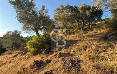Seferihisar Beyler Köyü’nde 6.686 m² Zeytinlik – Yatırımlık Parsel
