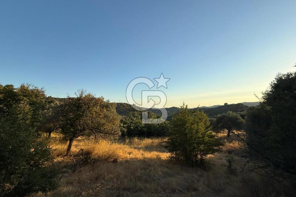 Seferihisar Beyler Köyü’nde 6.686 m² Zeytinlik – Yatırımlık Parsel