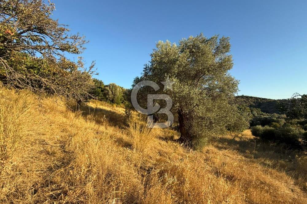 Seferihisar Beyler Köyü’nde 6.686 m² Zeytinlik – Yatırımlık Parsel
