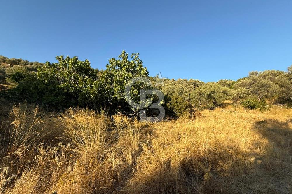 Seferihisar Beyler Köyü’nde 6.686 m² Zeytinlik – Yatırımlık Parsel