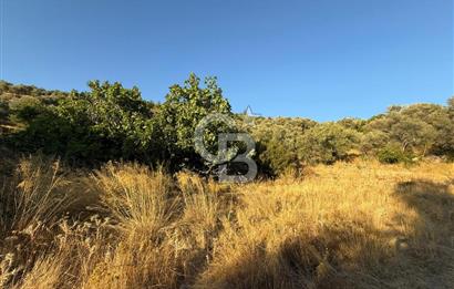 Seferihisar Beyler Köyü’nde 6.686 m² Zeytinlik – Yatırımlık Parsel