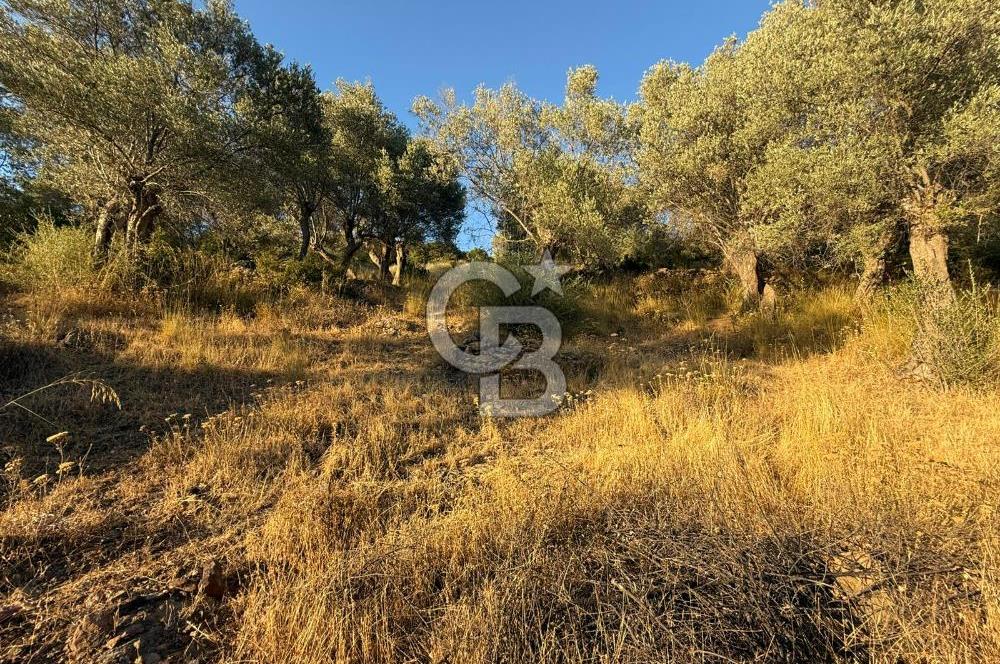 Seferihisar Beyler Köyü’nde 6.686 m² Zeytinlik – Yatırımlık Parsel