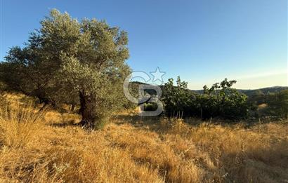 Seferihisar Beyler Köyü’nde 6.686 m² Zeytinlik – Yatırımlık Parsel
