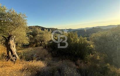 Seferihisar Beyler Köyü’nde 6.686 m² Zeytinlik – Yatırımlık Parsel