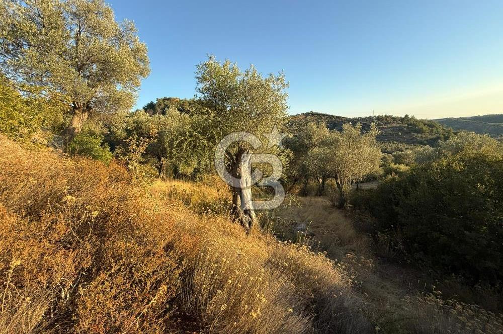 Seferihisar Beyler Köyü’nde 6.686 m² Zeytinlik – Yatırımlık Parsel