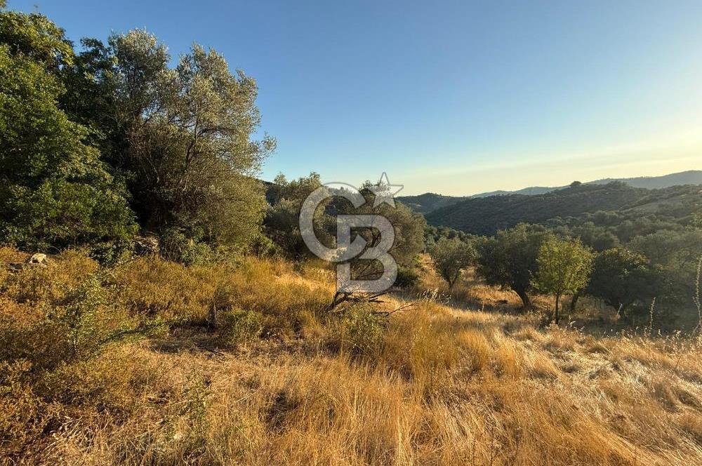 Seferihisar Beyler Köyü’nde 6.686 m² Zeytinlik – Yatırımlık Parsel