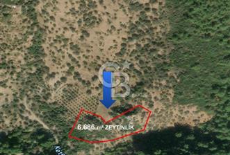 Seferihisar Beyler Köyü’nde 6.686 m² Zeytinlik – Yatırımlık Parsel