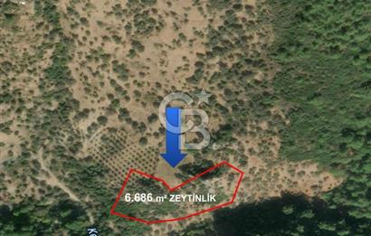 Seferihisar Beyler Köyü’nde 6.686 m² Zeytinlik – Yatırımlık Parsel