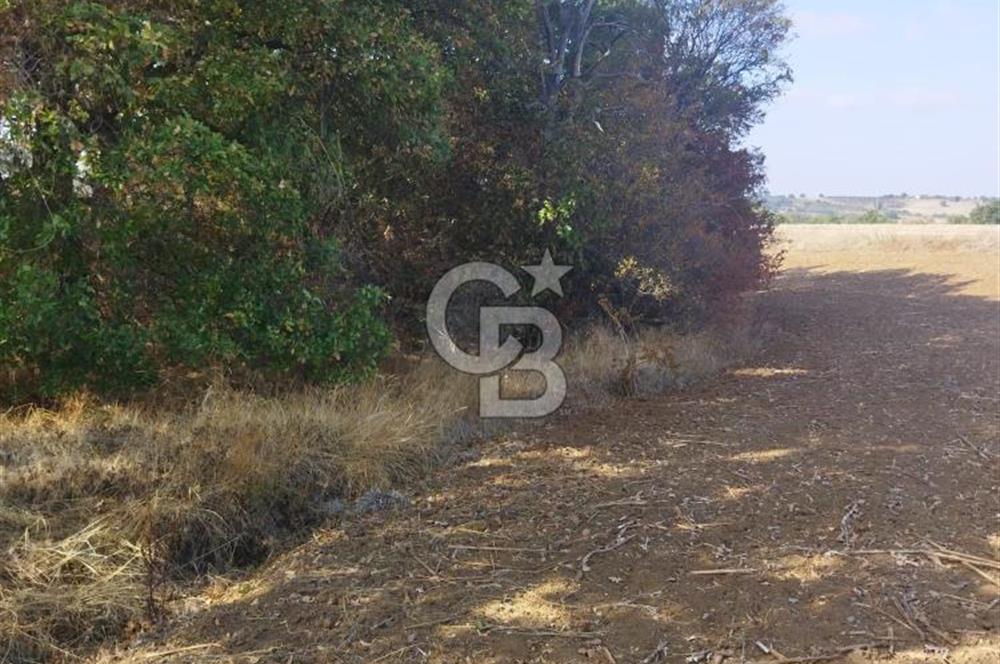 LÜLEBURGAZ CEYLANKÖYDE SATILIK TARLA