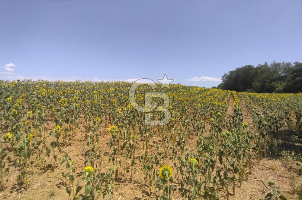 LÜLEBURGAZ CEYLANKÖYDE SATILIK TARLA