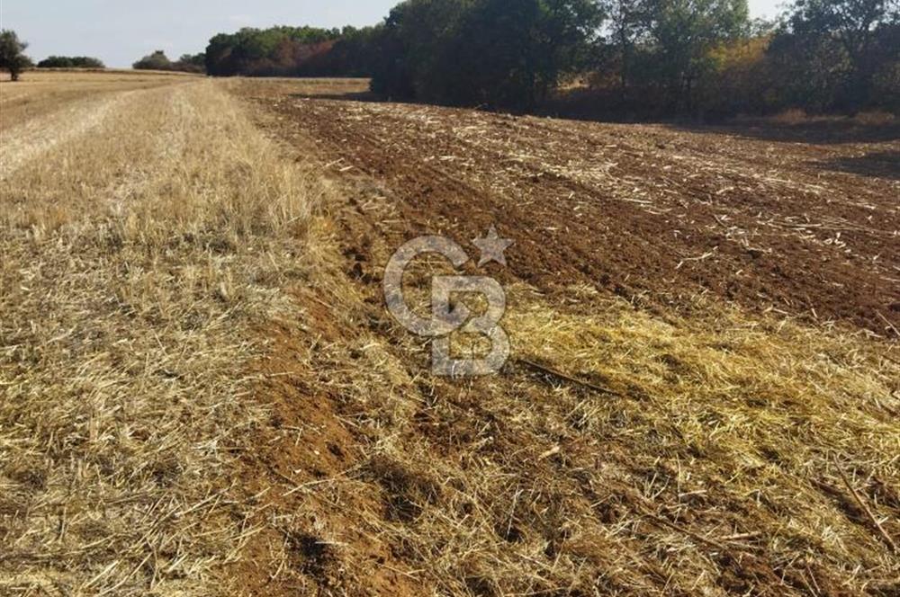 LÜLEBURGAZ CEYLANKÖYDE SATILIK TARLA