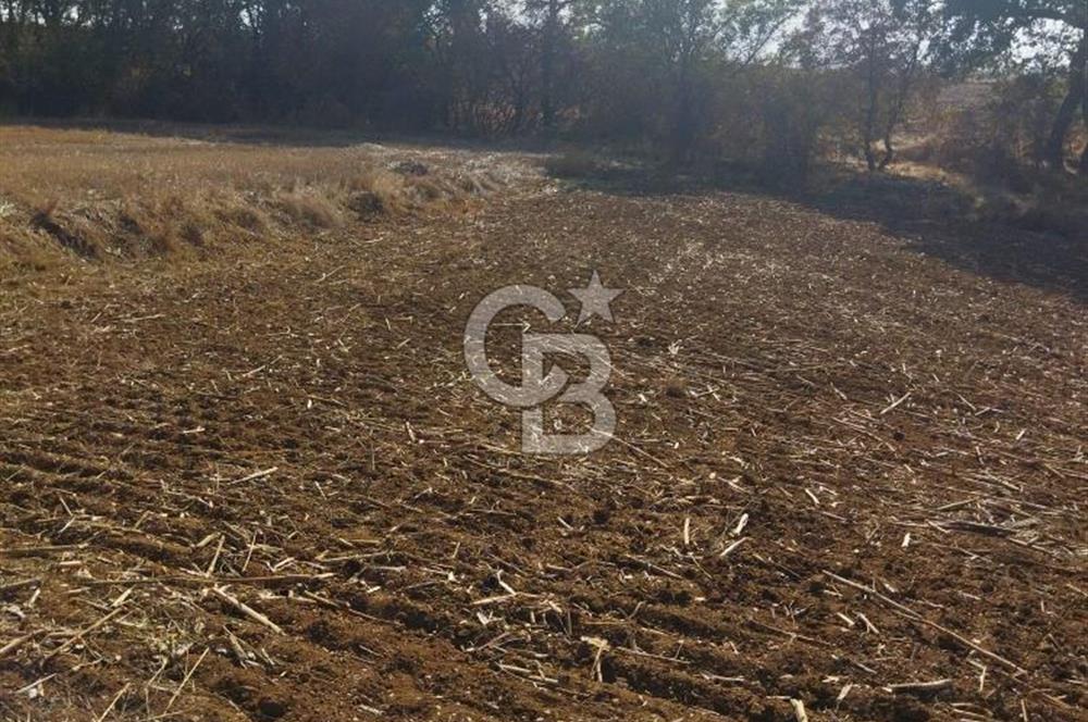 LÜLEBURGAZ CEYLANKÖYDE SATILIK TARLA