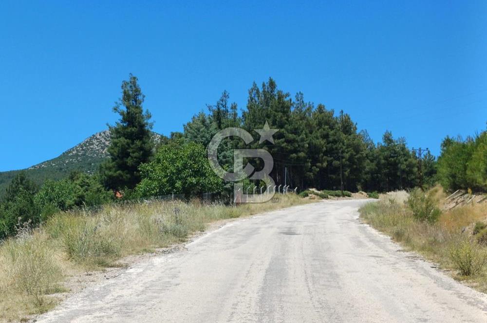 1254635358 BUCAK ALAATTİN MAH. MEYVE AĞAÇLI ÇİFTLİK ARAZİSİ 