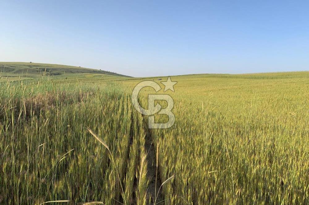 ACİL Gölbaşı Boyalık Akpınar’da Tek Tapu 7.309 m2 Tarla