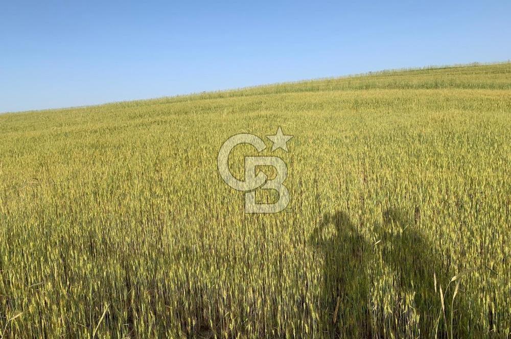 ACİL Gölbaşı Boyalık Akpınar’da Tek Tapu 7.309 m2 Tarla