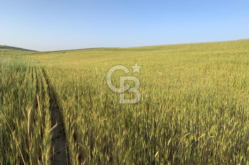 ACİL Gölbaşı Boyalık Akpınar’da Tek Tapu 7.309 m2 Tarla