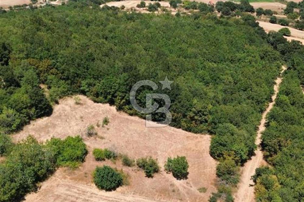 BİGA GEMİCİKIRI SATILIK BAĞ