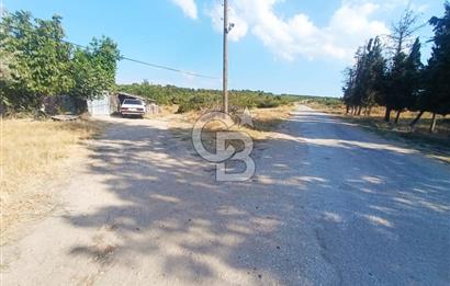 BİGA GEMİCİKIRI SATILIK BAĞ