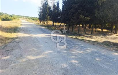 BİGA GEMİCİKIRI SATILIK BAĞ