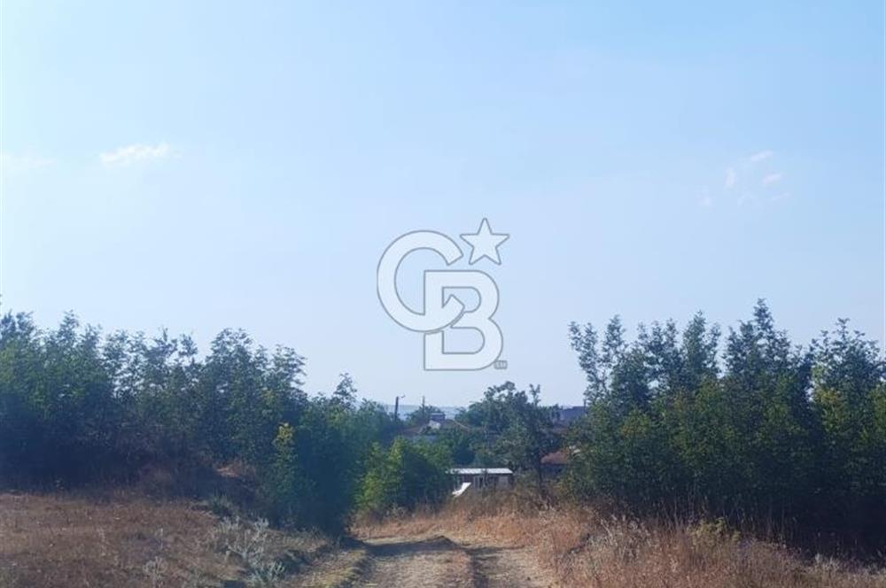 BİGA GEMİCİKIRI SATILIK BAĞ