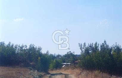 BİGA GEMİCİKIRI SATILIK BAĞ
