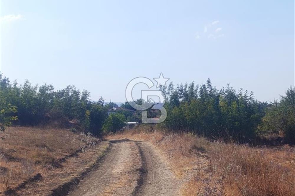 BİGA GEMİCİKIRI SATILIK BAĞ