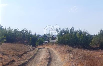 BİGA GEMİCİKIRI SATILIK BAĞ