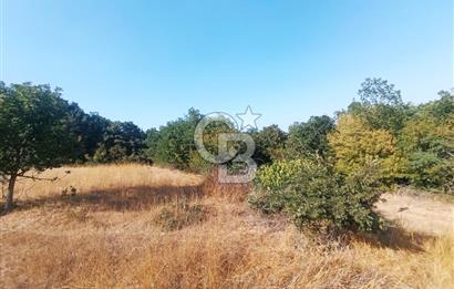 BİGA GEMİCİKIRI SATILIK BAĞ