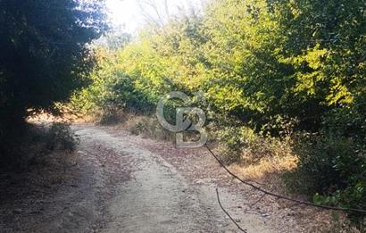 BİGA GEMİCİKIRI SATILIK BAĞ
