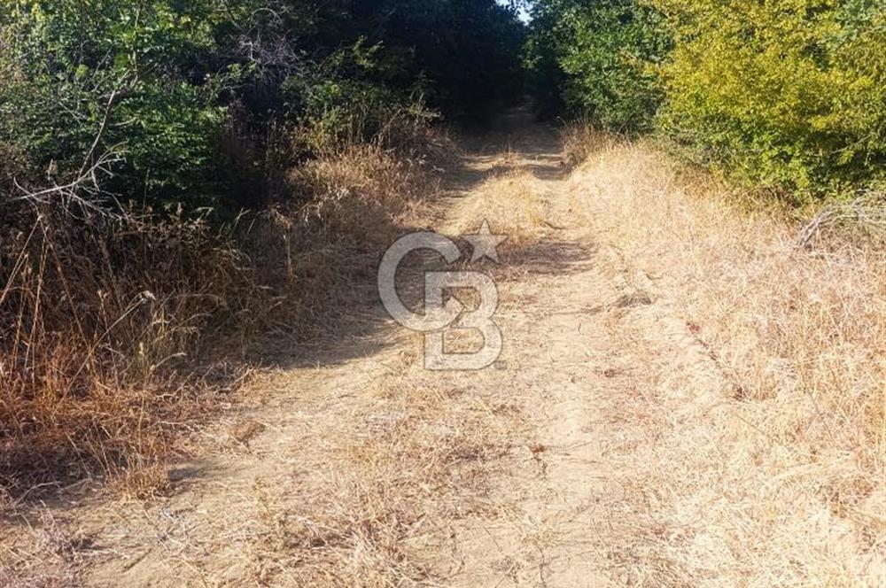BİGA GEMİCİKIRI SATILIK BAĞ