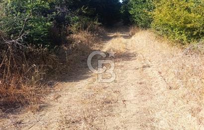 BİGA GEMİCİKIRI SATILIK BAĞ