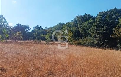 BİGA GEMİCİKIRI SATILIK BAĞ