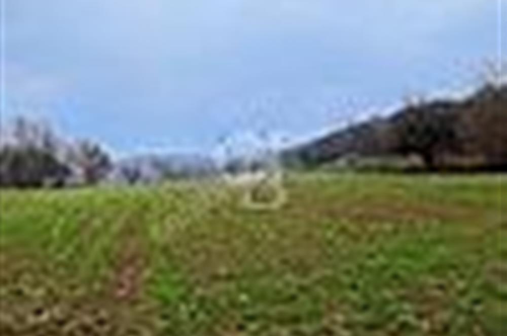 KESTEL GÖLCÜK KÖYÜ ANA YOL ÜZERİ HOBİ BAHÇESİ