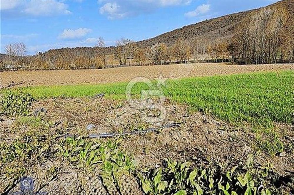 KESTEL GÖLCÜK KÖYÜ ANA YOL ÜZERİ HOBİ BAHÇESİ