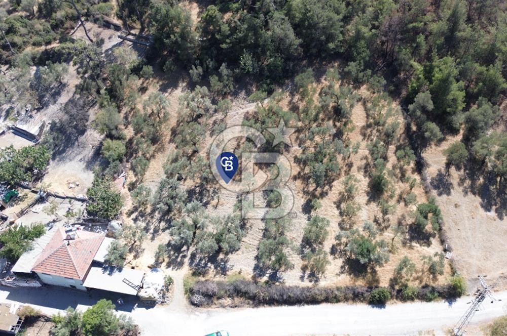 Köy ve Ormanla İçiçe Yola Cepheli 1806 m2 Müstakil Zeytinlik
