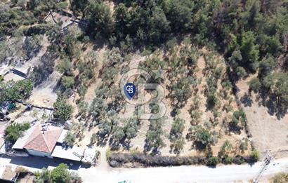 Köy ve Ormanla İçiçe Yola Cepheli 1806 m2 Müstakil Zeytinlik