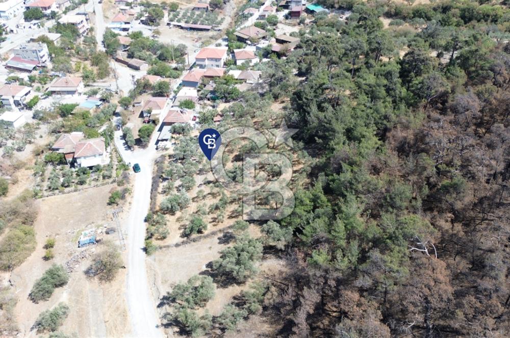 Köy ve Ormanla İçiçe Yola Cepheli 1806 m2 Müstakil Zeytinlik